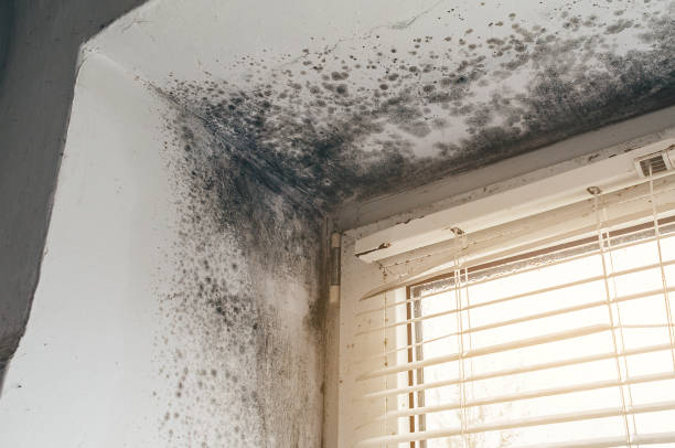 Trusted Basement Mold Remediation service in Elizabeth, CO - Cheap Mold Removal